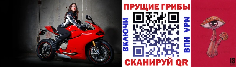 Купить где  Павловская  Галлюциногенные грибы Psilocybine cubensis 